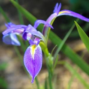 Meet your Posher, Shari